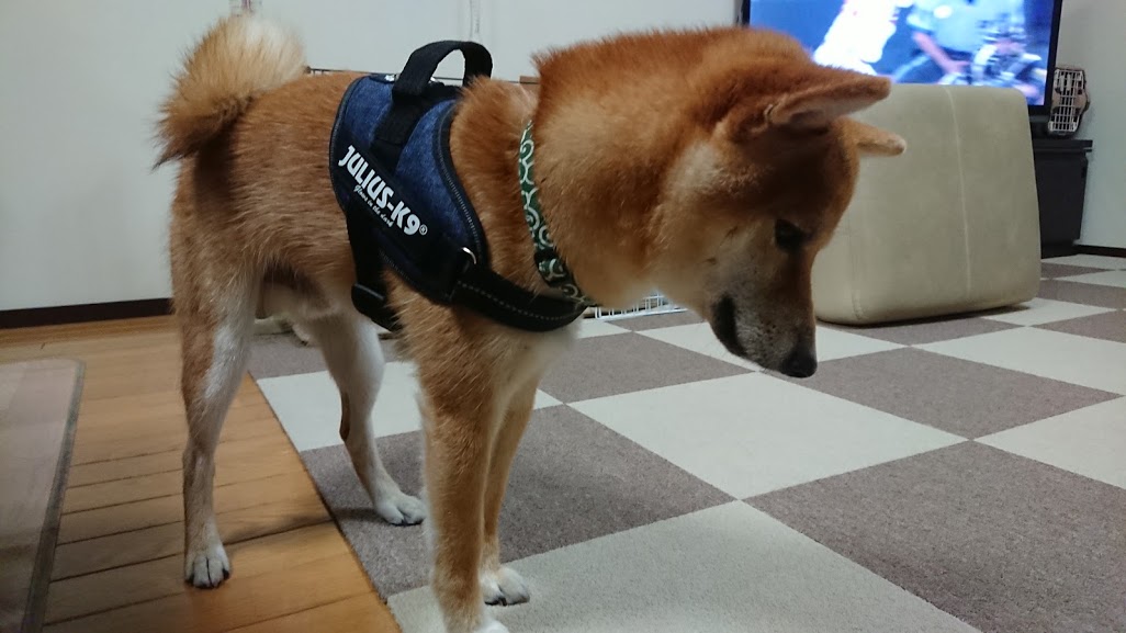 f:id:kekio2000:20190804140016j:plain f:id:kekio2000:20190804140016j:plain