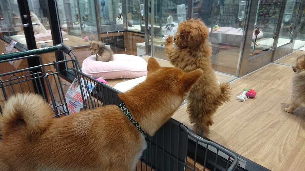 f:id:kekio2000:20190806144536j:plain