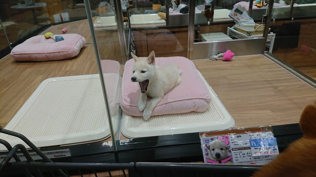 f:id:kekio2000:20190806144619j:plain