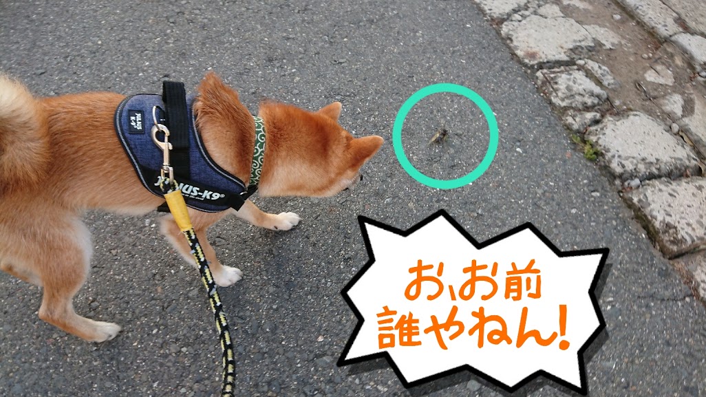 f:id:kekio2000:20190810124611j:plain f:id:kekio2000:20190810124611j:plain