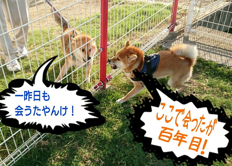 f:id:kekio2000:20190811135609j:plain