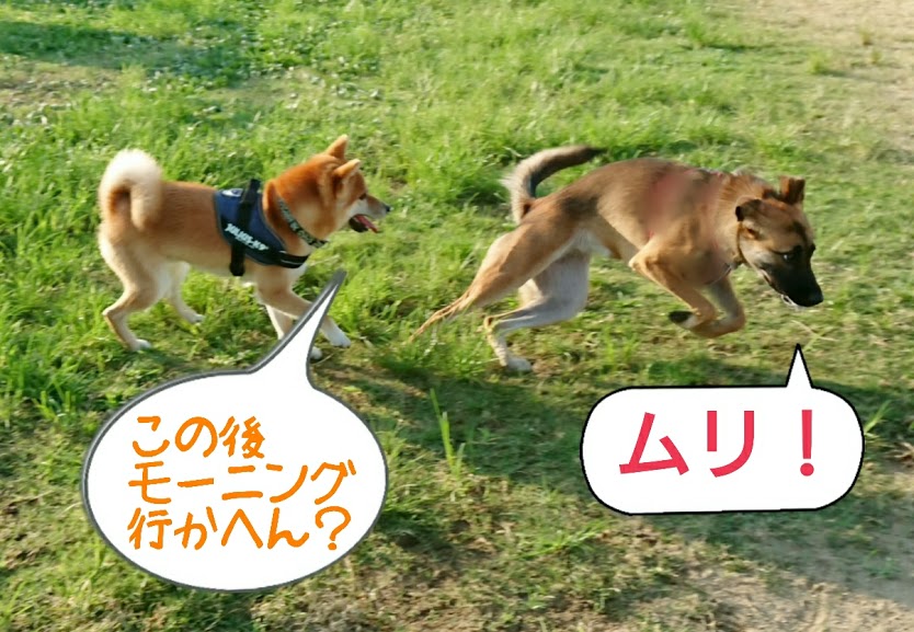 f:id:kekio2000:20190811144412j:plain