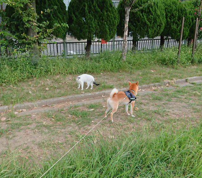 f:id:kekio2000:20190919204805j:plain f:id:kekio2000:20190919204805j:plain
