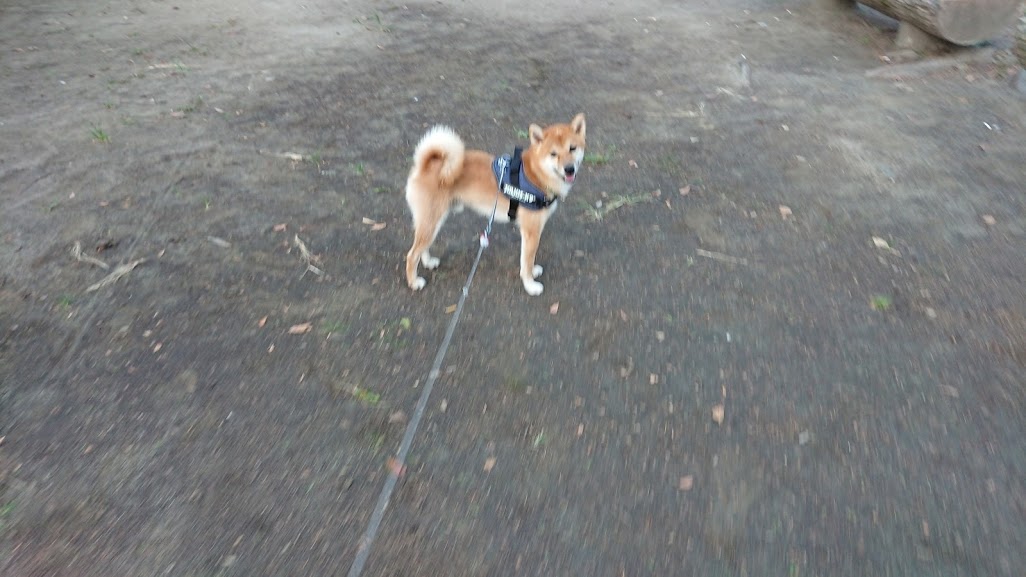 f:id:kekio2000:20191005194616j:plain f:id:kekio2000:20191005194616j:plain