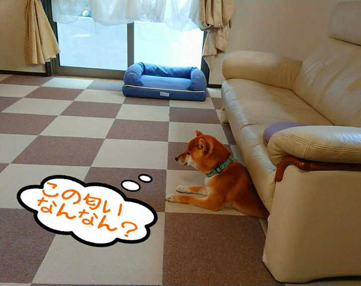 f:id:kekio2000:20200508211103j:plain f:id:kekio2000:20200508211103j:plain