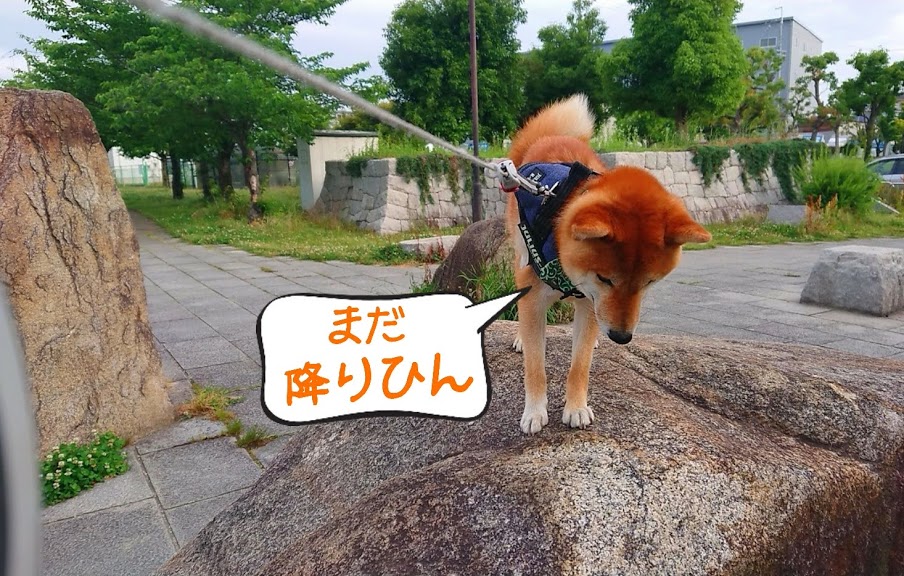 f:id:kekio2000:20200524210459j:plain f:id:kekio2000:20200524210459j:plain