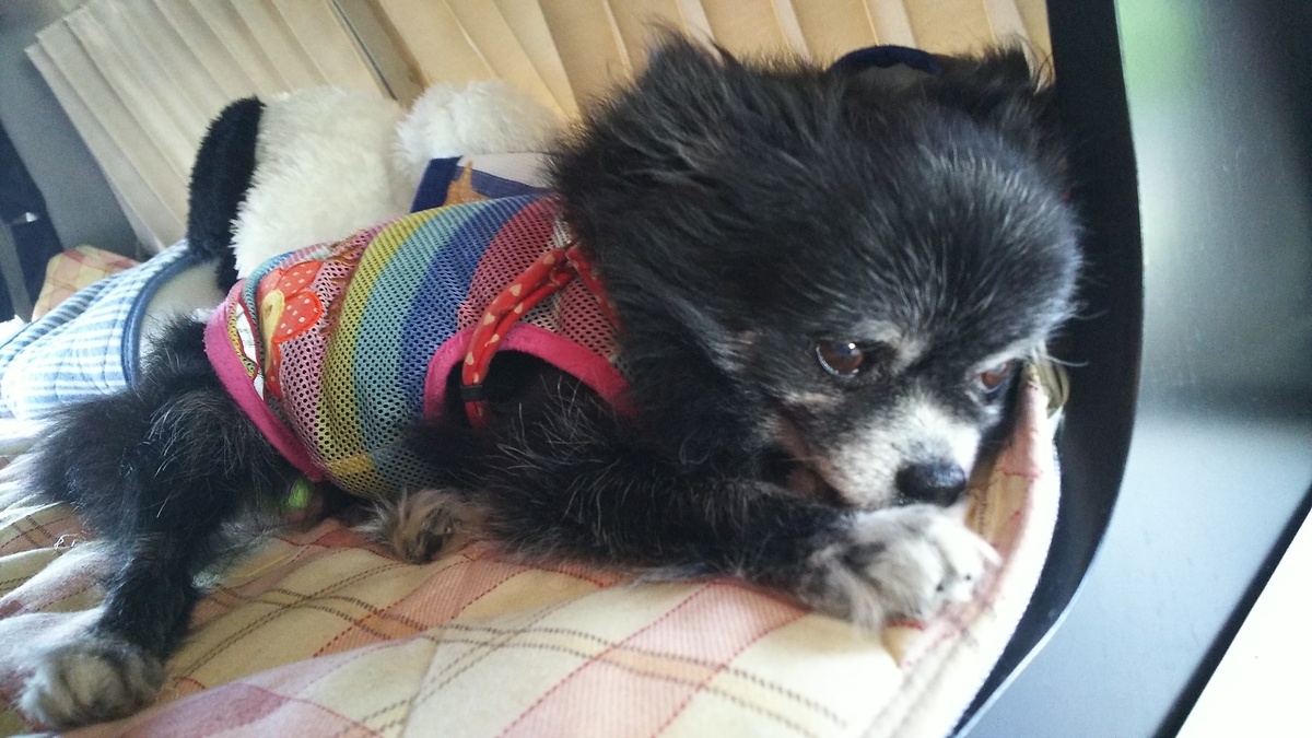 f:id:keksyh:20190618192212j:plain