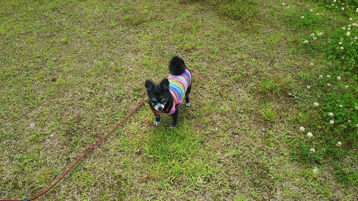 f:id:keksyh:20190708122030j:plain