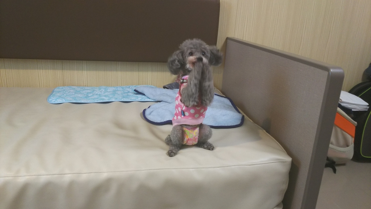f:id:keksyh:20190713072541j:plain
