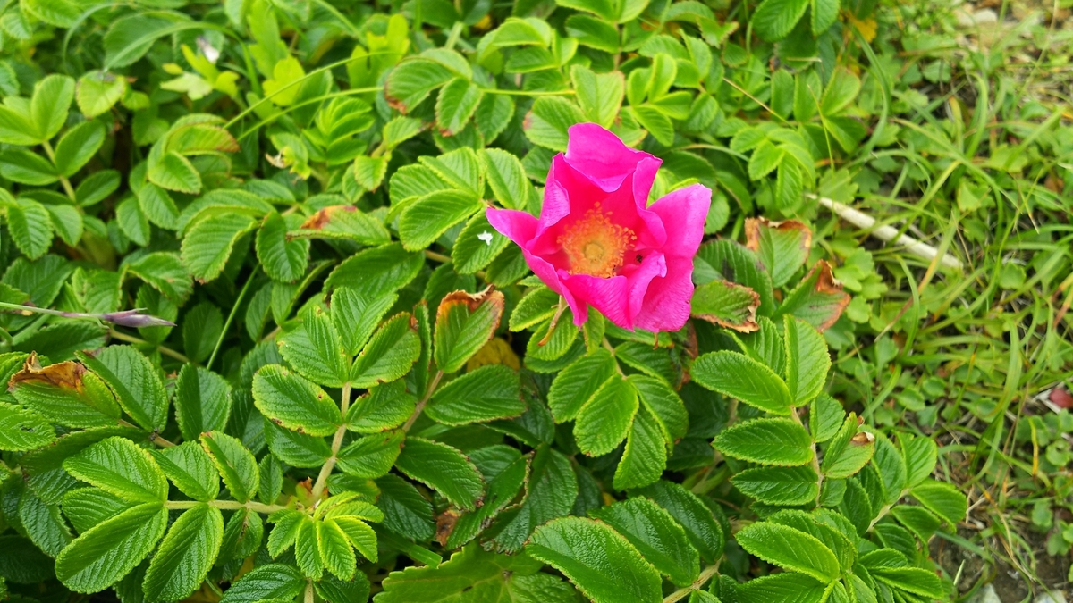 f:id:keksyh:20190716181348j:plain