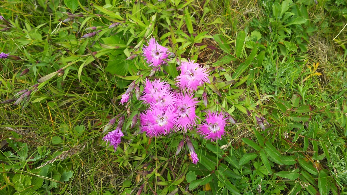 f:id:keksyh:20190716192201j:plain
