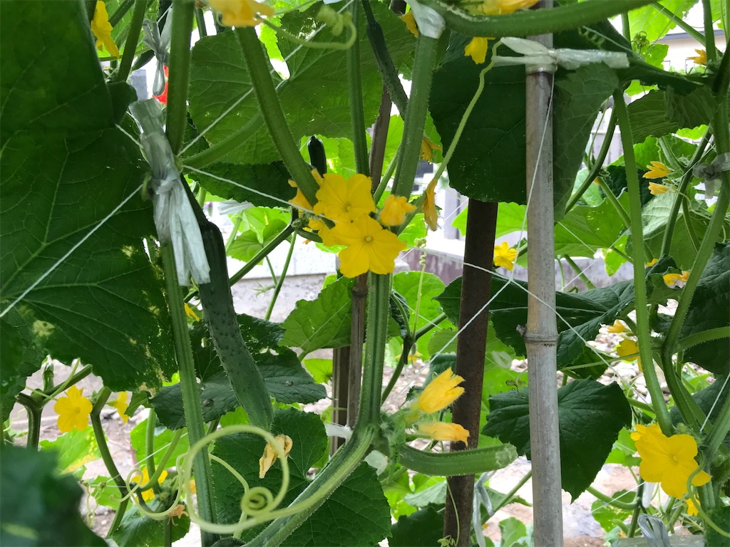早朝の畑の様子 毎日収穫です 毛豆菜園 緑八 みどりや の日記