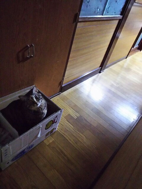 f:id:kemikotta:20161008144235j:image f:id:kemikotta:20161008144235j:image