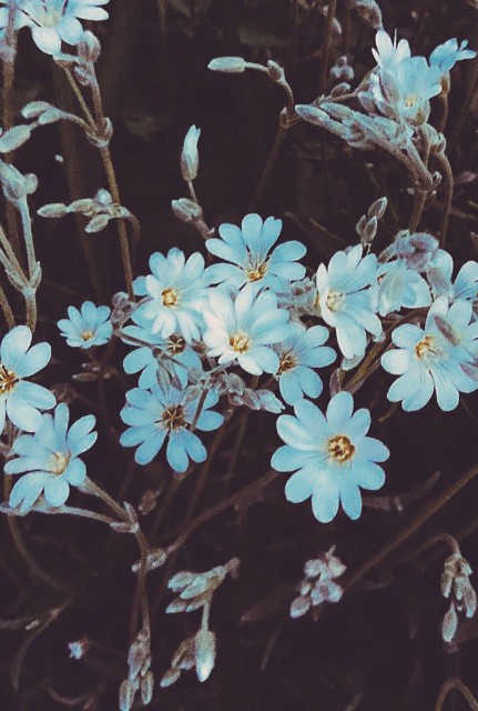 f:id:kemikotta:20200311155522j:image