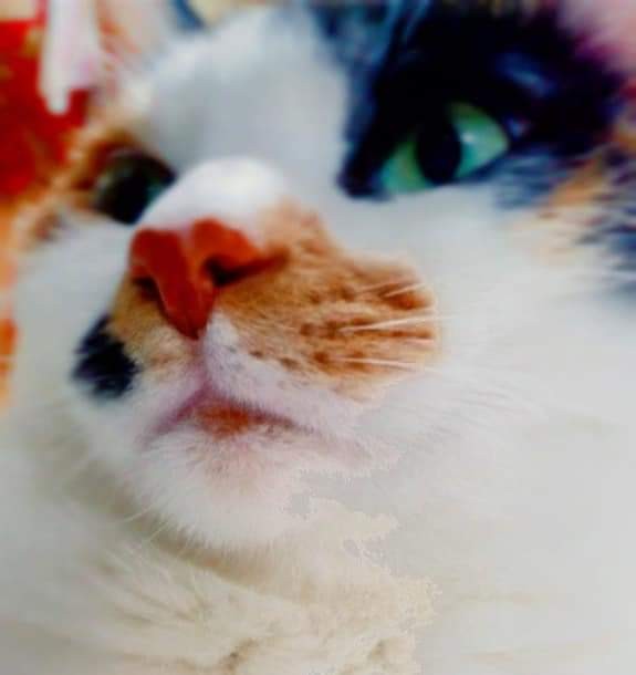 f:id:kemikotta:20200602180350j:image