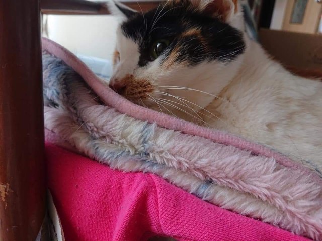 f:id:kemikotta:20200602180905j:image