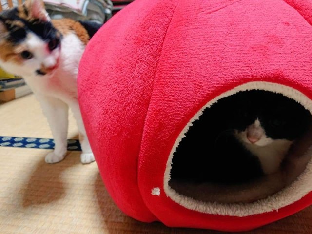 f:id:kemikotta:20200602180928j:image