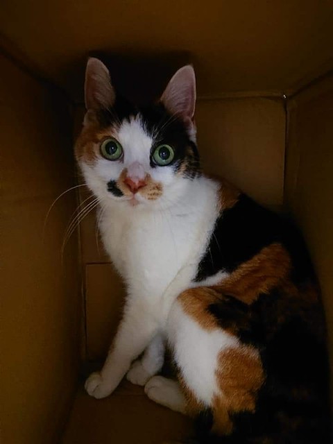 f:id:kemikotta:20200602181056j:image