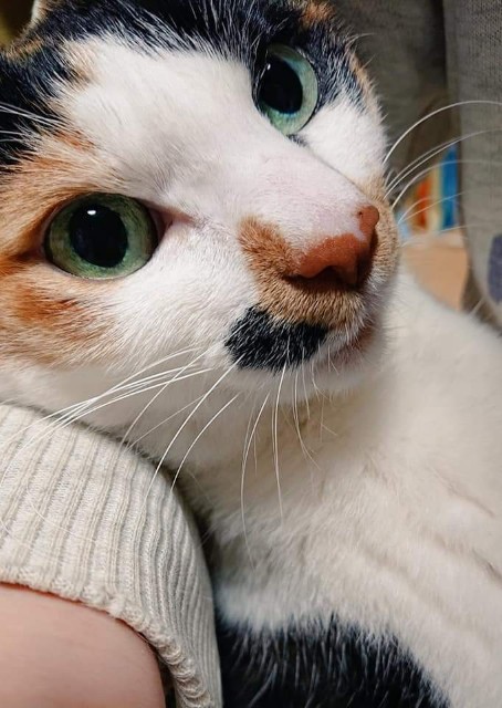 f:id:kemikotta:20200602181118j:image