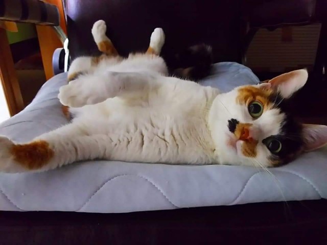 f:id:kemikotta:20200602181340j:image