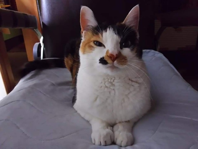 f:id:kemikotta:20200602181406j:image