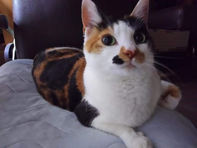 f:id:kemikotta:20200602181425j:image