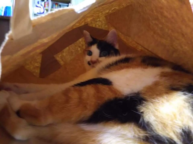 f:id:kemikotta:20200602184716j:image