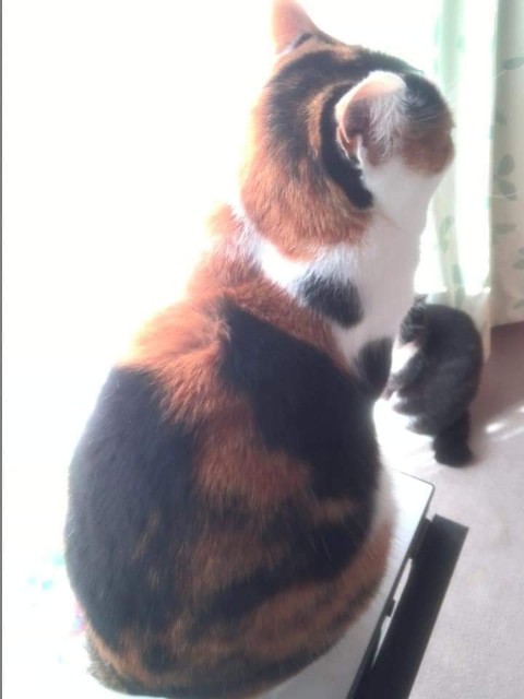 f:id:kemikotta:20200602184734j:image