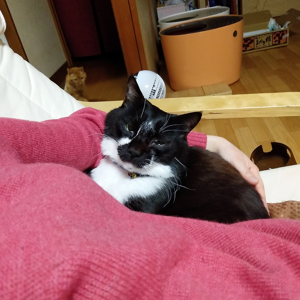 猫と杖とキャンピングカーと