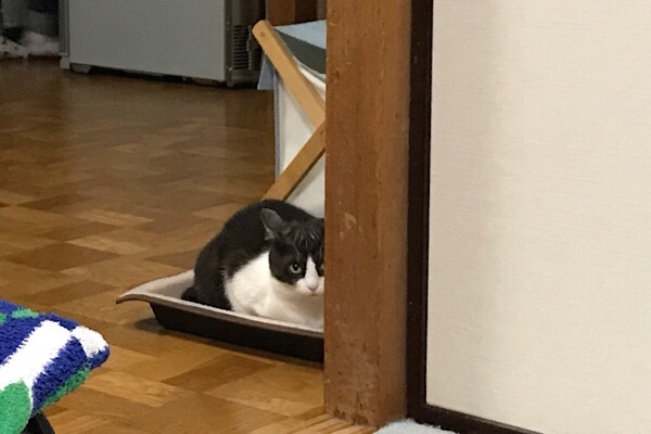 f:id:kemoxxxxx:20171110131252j:image f:id:kemoxxxxx:20171110131252j:image