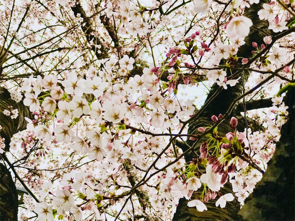 f:id:kemoxxxxx:20180430153301j:image