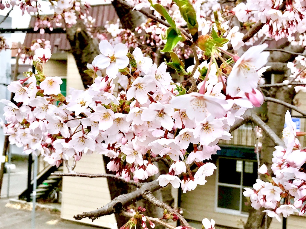 f:id:kemoxxxxx:20180430153510j:image
