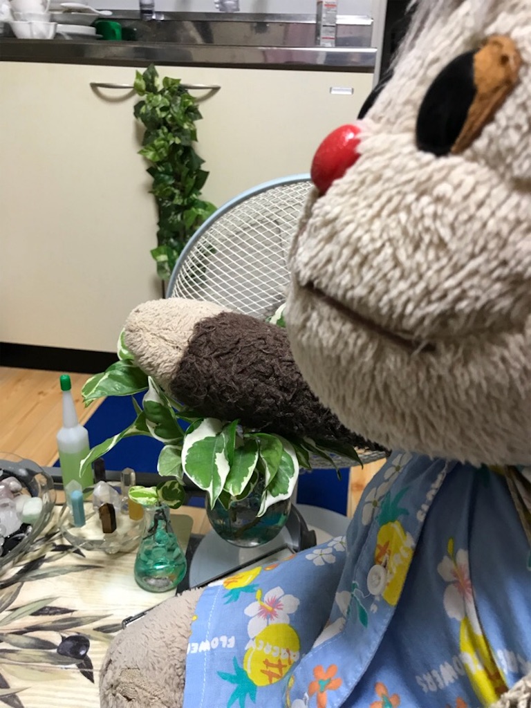 f:id:kemoxxxxx:20180708191423j:image f:id:kemoxxxxx:20180708191423j:image