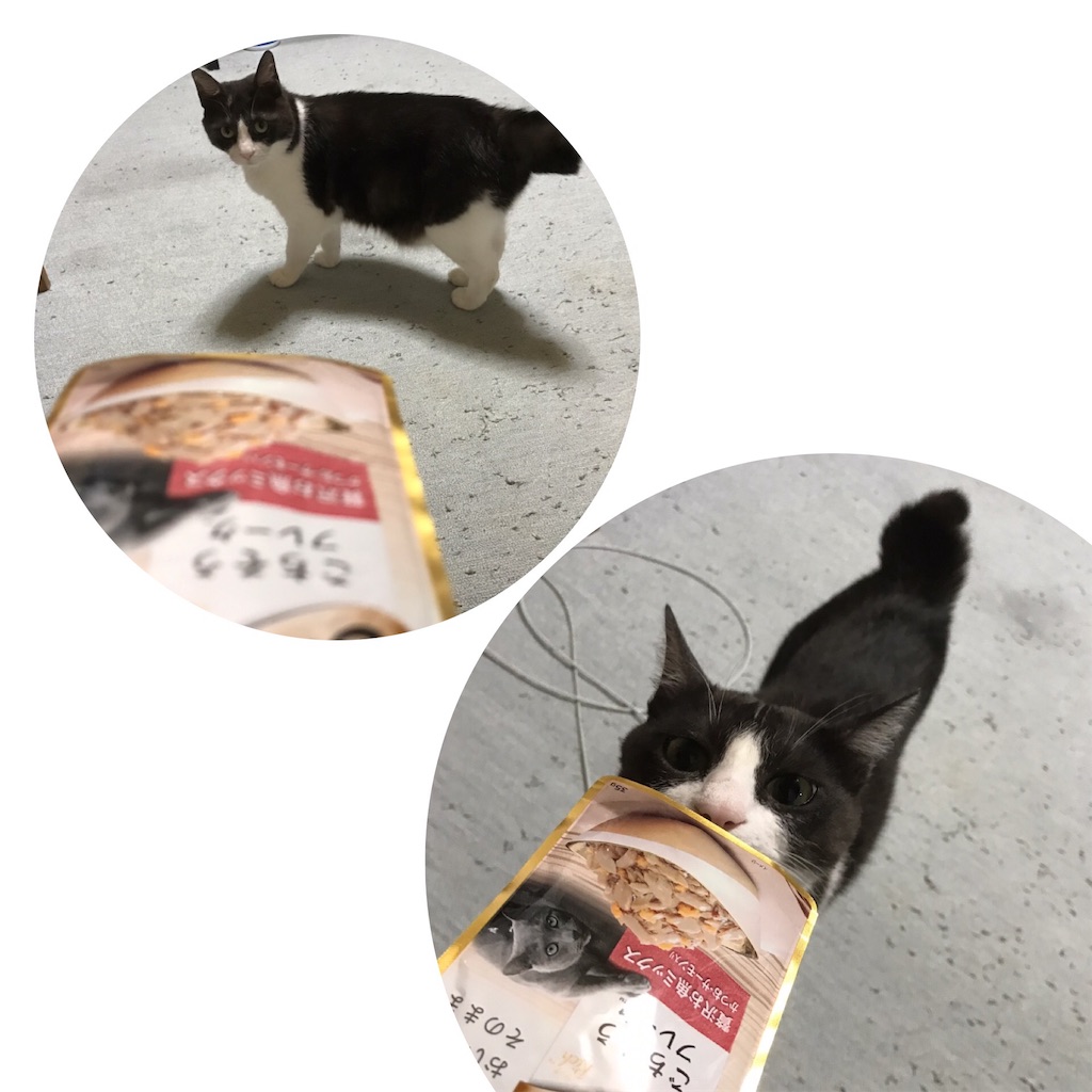 f:id:kemoxxxxx:20190102191952j:image f:id:kemoxxxxx:20190102191952j:image