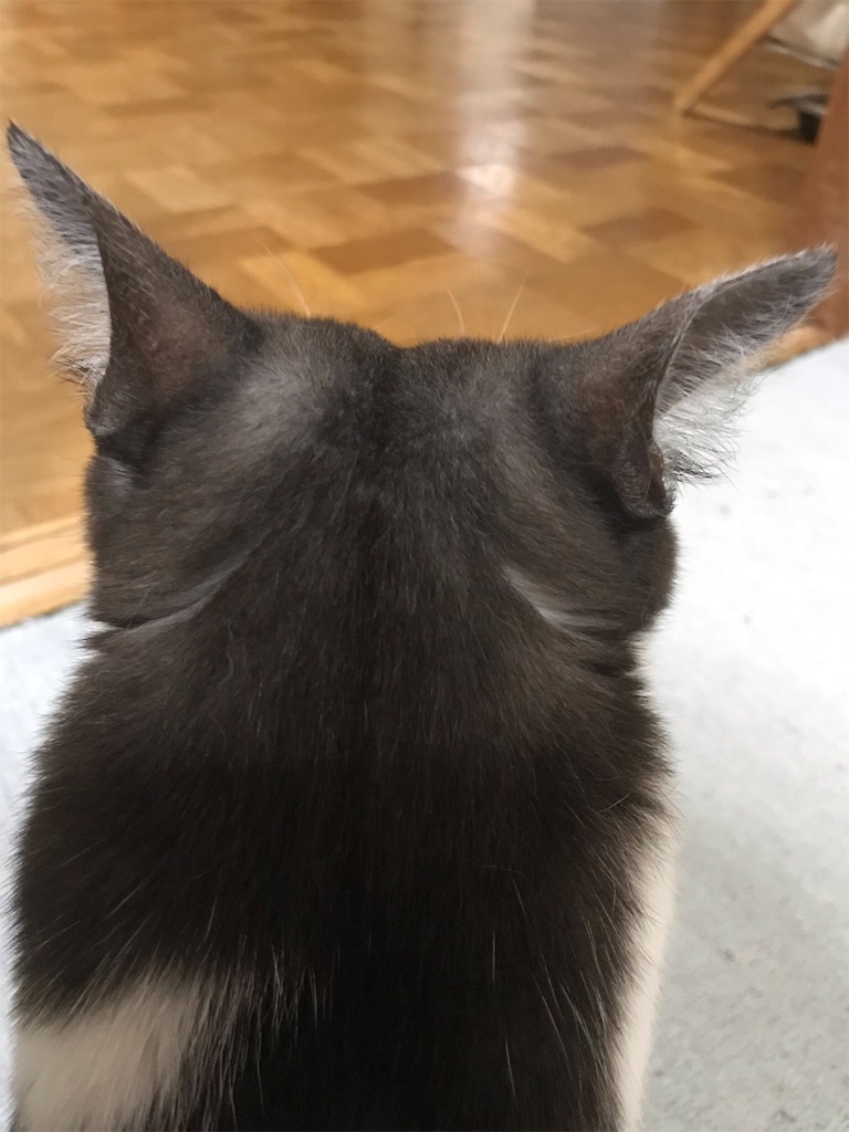 f:id:kemoxxxxx:20190102201313j:image f:id:kemoxxxxx:20190102201313j:image