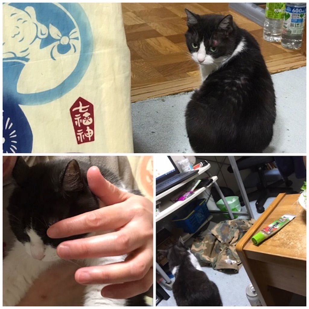 f:id:kemoxxxxx:20200119104137j:image