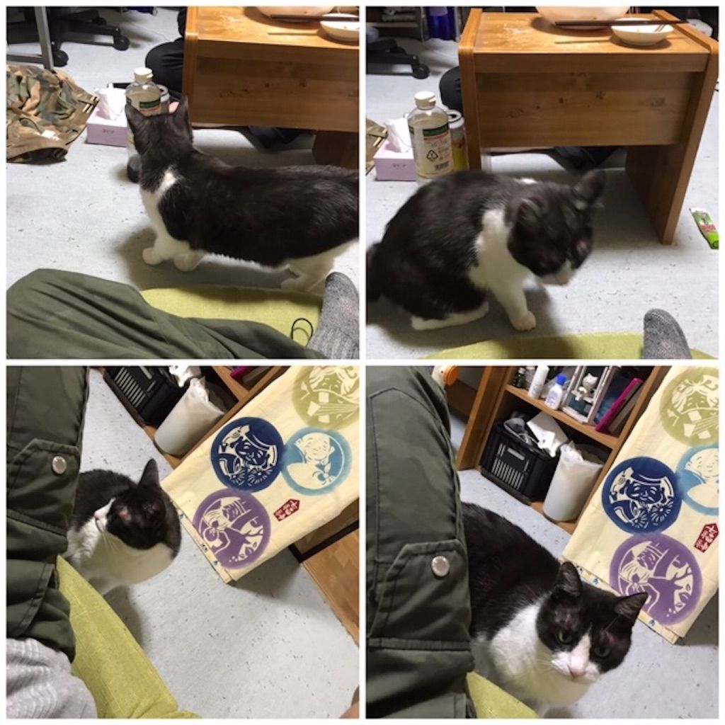 f:id:kemoxxxxx:20200119104251j:image