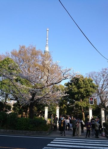 隅田公園桜