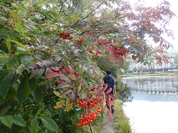 赤く色づいたナナカマド