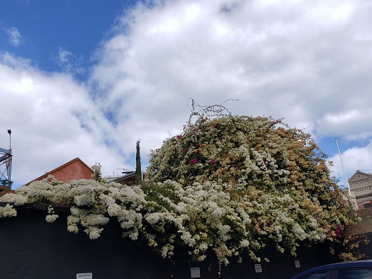 フリーマントルの住宅街の綺麗な花