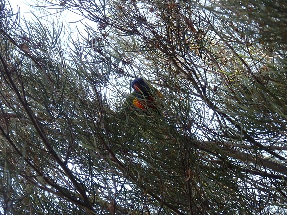 公園内で見かけた鳥