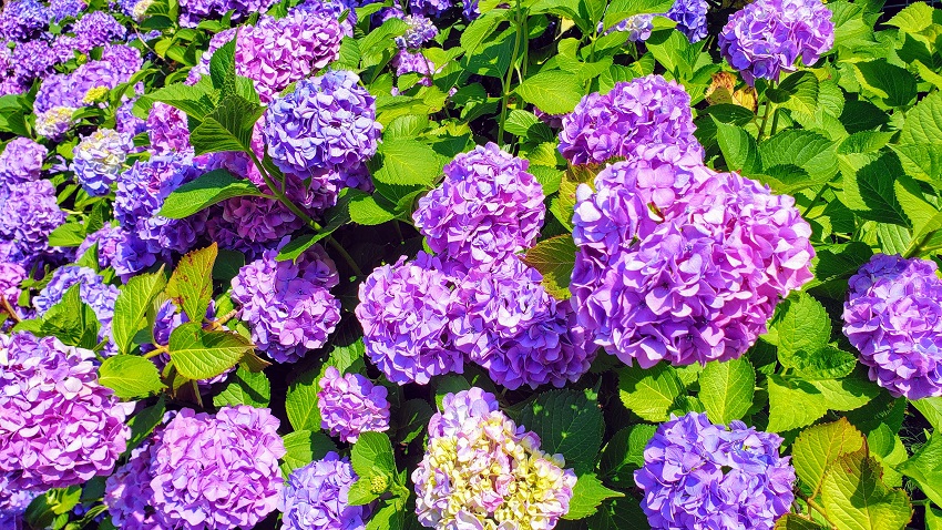 f:id:kemu-no-work2020:20200618073652j:plain f:id:kemu-no-work2020:20200618073652j:plain