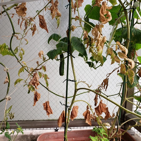 f:id:kemu-no-work2020:20201025092204j:plain f:id:kemu-no-work2020:20201025092204j:plain