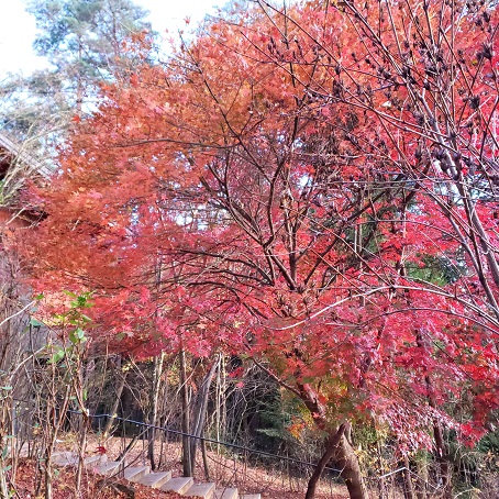 f:id:kemu-no-work2020:20201130194850j:plain