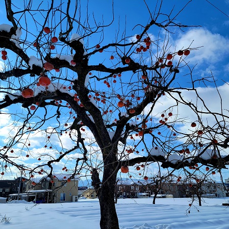 f:id:kemu-no-work2020:20220110213923j:plain