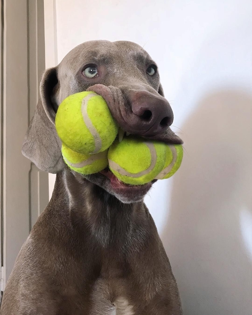 f:id:kemurikikakuku:20181004152252j:plain f:id:kemurikikakuku:20181004152252j:plain