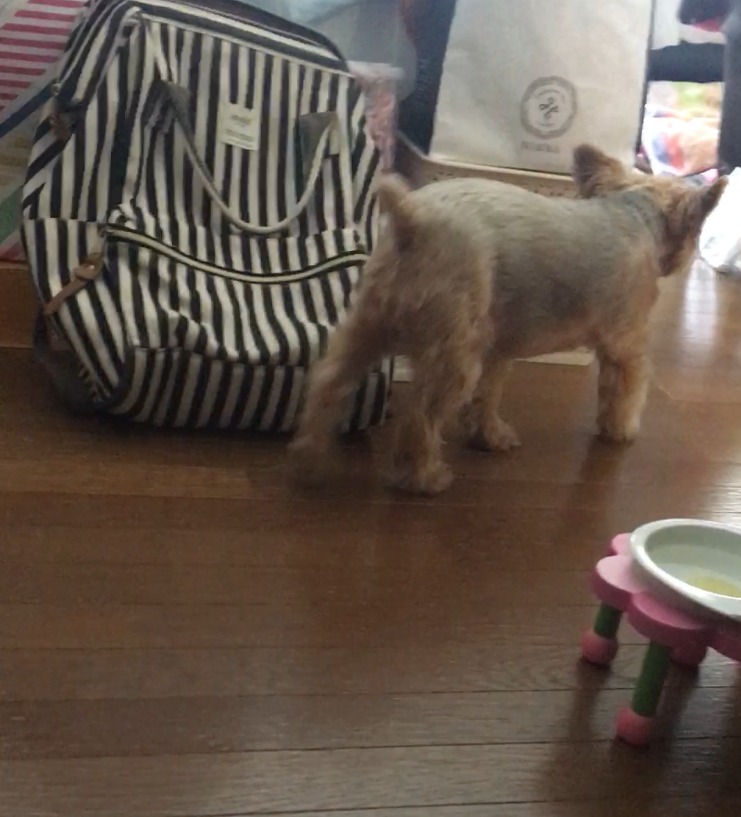 f:id:kemurikikakuku:20190906173425j:plain f:id:kemurikikakuku:20190906173425j:plain