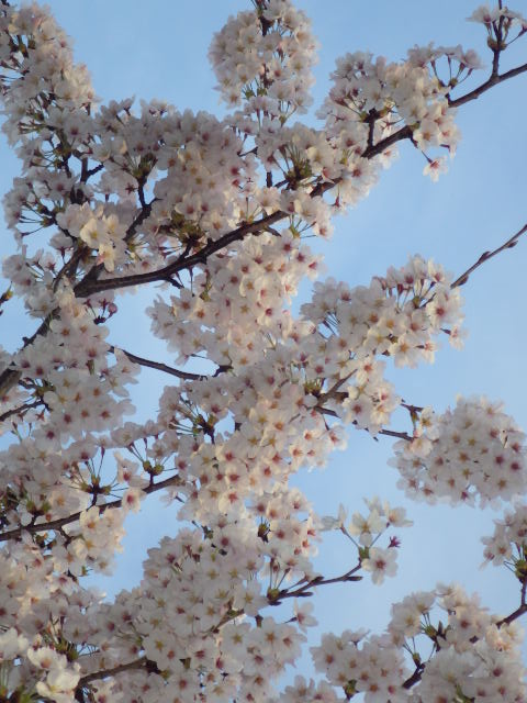 イメージ 19