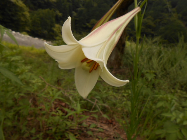 イメージ 1