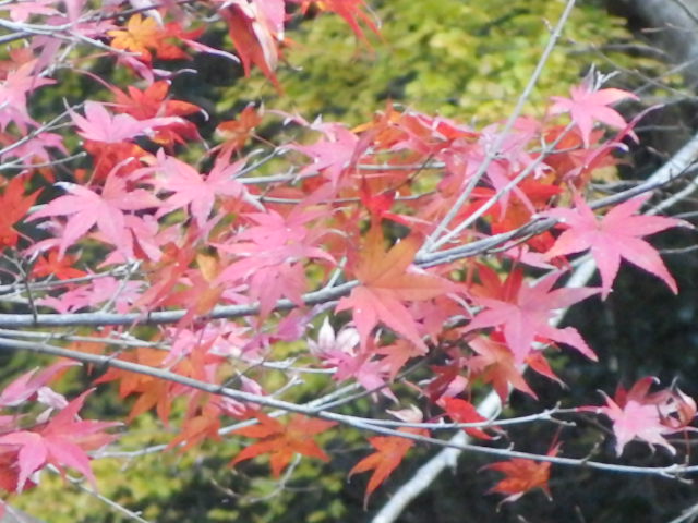 イメージ 7